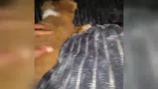 Video preview image #1 Chihuahua Puppy For Sale in ANDALUSIA, AL, USA