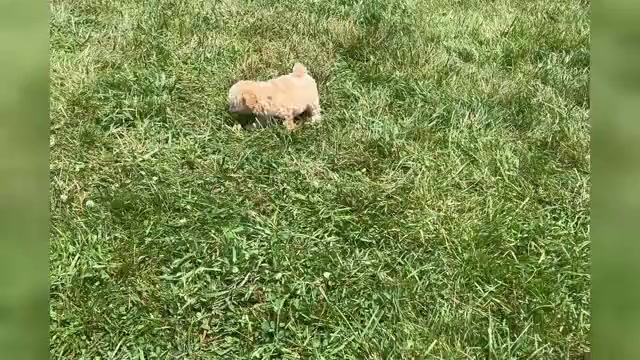 Video preview image #1 Maltipoo Puppy For Sale in WARSAW, IN, USA