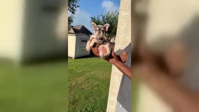 Video preview image #2 French Bulldog Puppy For Sale in IOWA COLONY, TX, USA