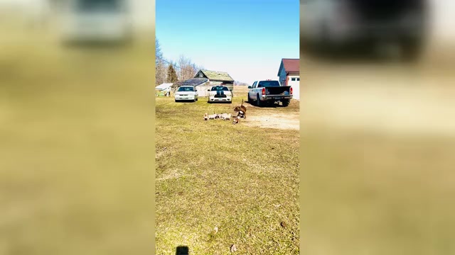 Video preview image #1  Breeder Profile in GROVE CITY, MN, USA