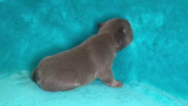 Video preview image #1 French Bulldog Puppy For Sale in PHOENIX, AZ, USA