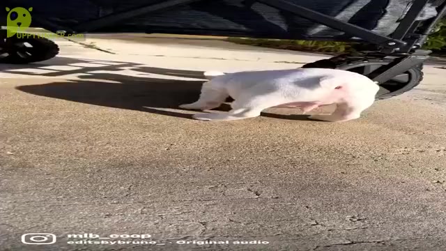 Video preview image #1 French Bulldog Puppy For Sale in POMPANO BEACH, FL, USA