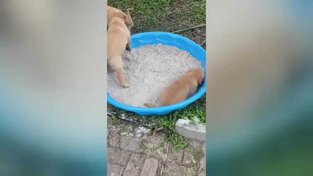 Video preview image #8 Golden Retriever Puppy For Sale in PALMETTO, FL, USA