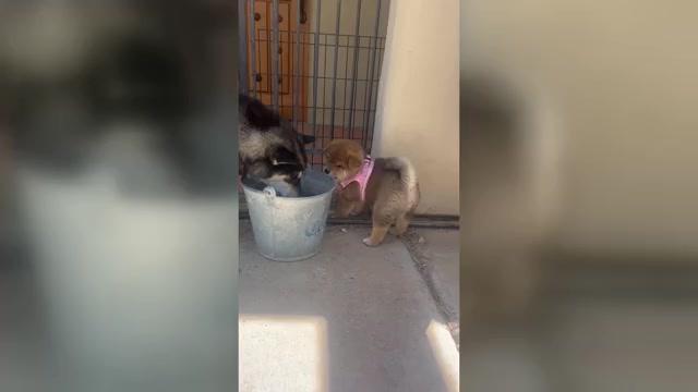 Video preview image #6 Shiba Inu Puppy For Sale in YUCCA VALLEY, CA, USA