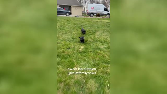 Video preview image #1 Labrador Retriever Puppy For Sale in FREDERICKSBG, OH, USA