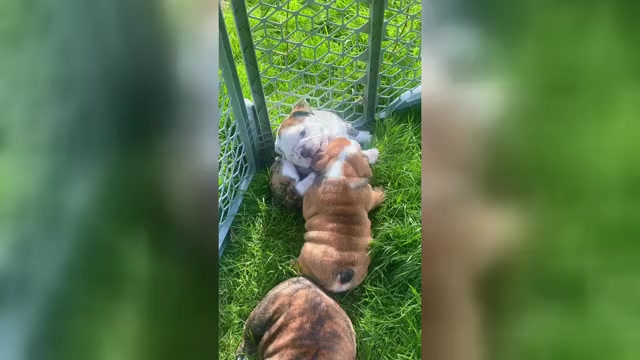 Video preview image #1 English Bulldog Puppy For Sale in SALEM, OR, USA