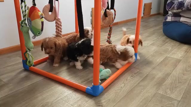 Video preview image #1 Cavapoo (Miniature) Puppy For Sale in CARLISLE, KY, USA