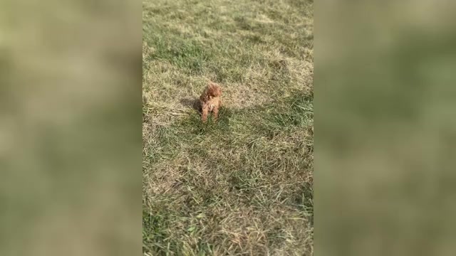 Video preview image #1 Maltipoo Puppy For Sale in WARSAW, IN, USA