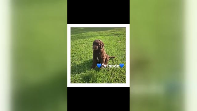 Video preview image #3  Breeder Profile in DAPHNE, AL, USA