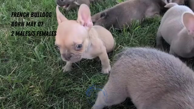 Video preview image #5 French Bulldog Puppy For Sale in GOSHEN, IN, USA