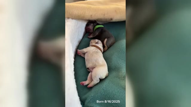Video preview image #1  Breeder Profile in IRVINE, CA, USA