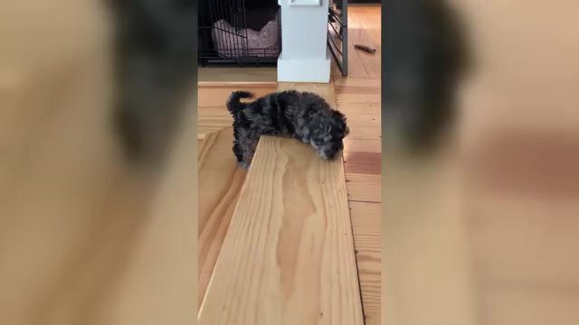 Video preview image #8 Poochon Puppy For Sale in AUBURN, MA, USA