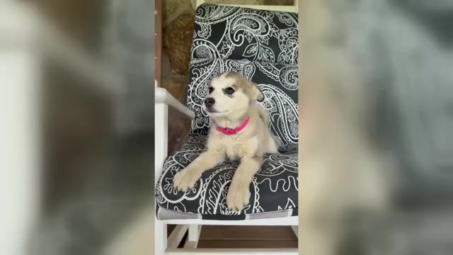 Video preview image #2 Pomsky Puppy For Sale in VENUS, PA, USA