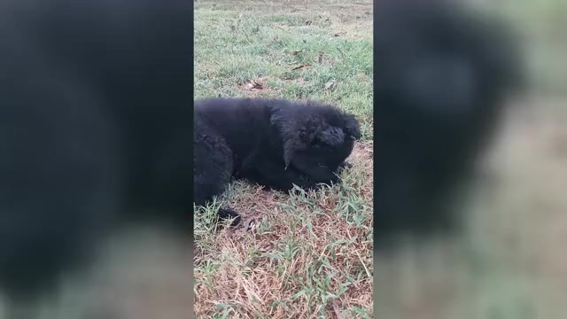 Video preview image #4 German Shepherd Dog Puppy For Sale in COUCH, MO, USA