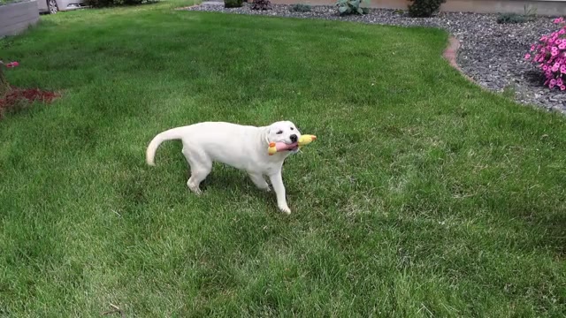 Video preview image #1 Labrador Retriever Puppy For Sale in SYRACUSE, IN, USA