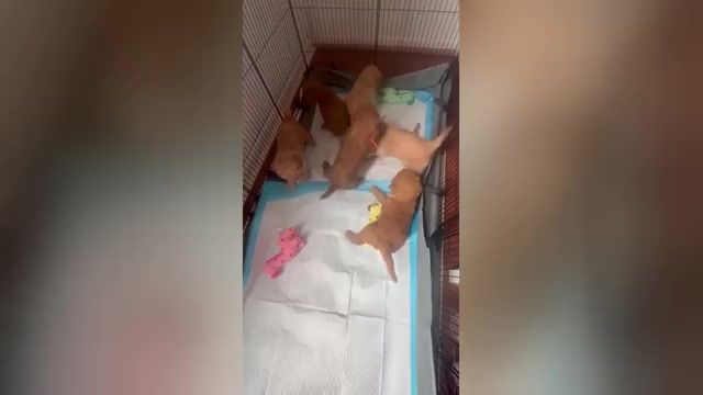 Video preview image #1 Poodle (Miniature) Puppy For Sale in SOUTHAMPTON, PA, USA