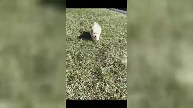Video preview image #10 Maltipoo (Toy) Puppy For Sale in WARSAW, IN, USA