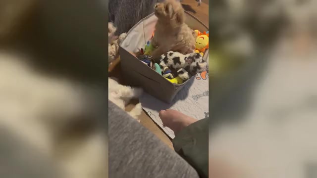 Video preview image #3 Cockapoo (Miniature) Puppy For Sale in GREENTOWN, IN, USA