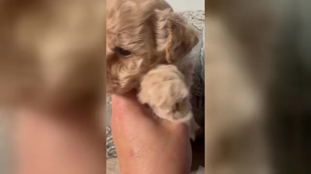 Video preview image #4 Poodle (Toy) Puppy For Sale in LIVE OAK, FL, USA