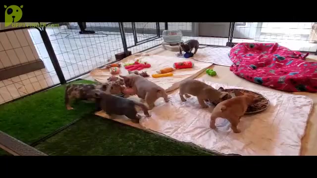 Video preview image #1 French Bulldog Puppy For Sale in MARYVILLE, TN, USA