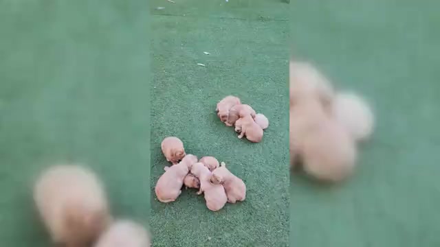 Video preview image #2 Golden Retriever Puppy For Sale in VANCOUVER, WA, USA