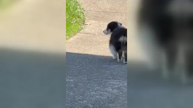 Video preview image #2 Miniature American Shepherd Puppy For Sale in NOLENSVILLE, TN, USA