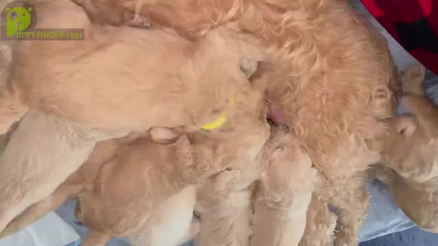 Video preview image #2 Goldendoodle Puppy For Sale in NAPERVILLE, IL, USA