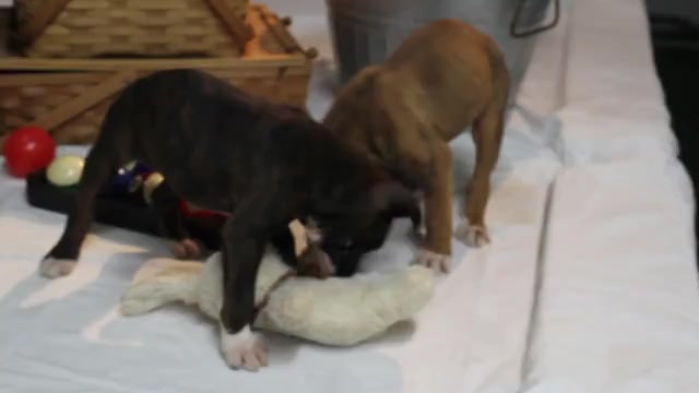 Video preview image #1 Boxer Puppy For Sale in SHIPSHEWANA, IN, USA