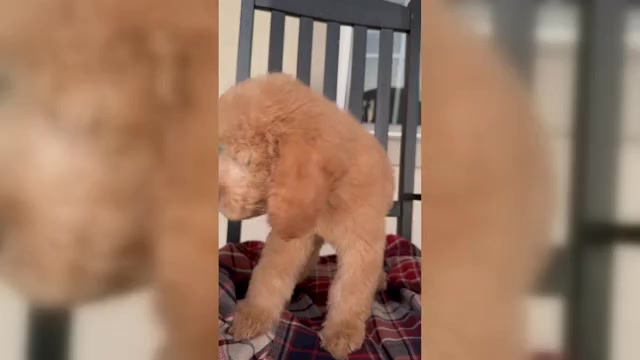 Video preview image #4 Goldendoodle Puppy For Sale in ORLANDO, FL, USA