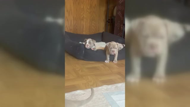 Video preview image #1 American Bully Puppy For Sale in BOLINGBROOK, IL, USA