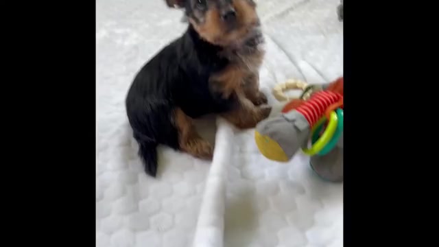 Video preview image #1 Yorkshire Terrier Puppy For Sale in ROCK STREAM, NY, USA