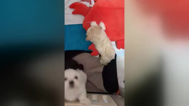 Video preview image #1 Shih-Poo Puppy For Sale in WILMINGTON, NC, USA