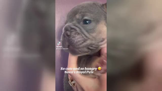 Video preview image #2 French Bulldog Puppy For Sale in SAINT JOHNS, FL, USA