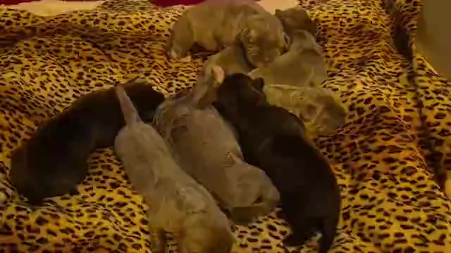 Video preview image #1 Cane Corso Puppy For Sale in COLUMBIA, SC, USA