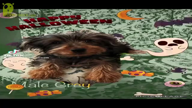 Video preview image #4 Yorkshire Terrier Puppy For Sale in SACRAMENTO, CA, USA