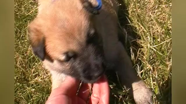 Video preview image #1 German Shepherd Dog Puppy For Sale in PIEDMONT, MO, USA