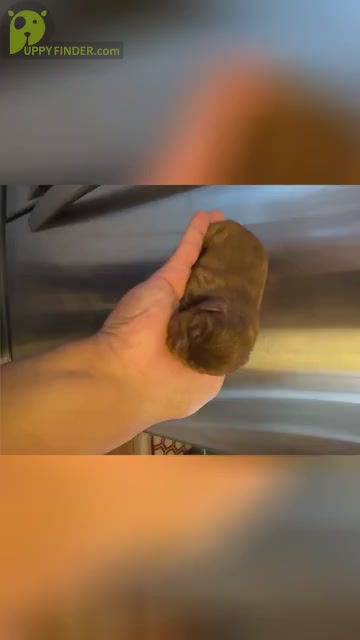 Video preview image #1 Cavalier King Charles Spaniel Puppy For Sale in ALBUQUERQUE, NM, USA