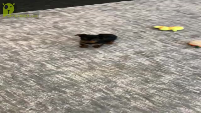 Video preview image #4 Yorkshire Terrier Puppy For Sale in WARSAW, IN, USA