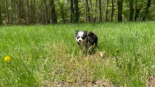 Video preview image #5 Pomsky Puppy For Sale in DRACUT, MA, USA