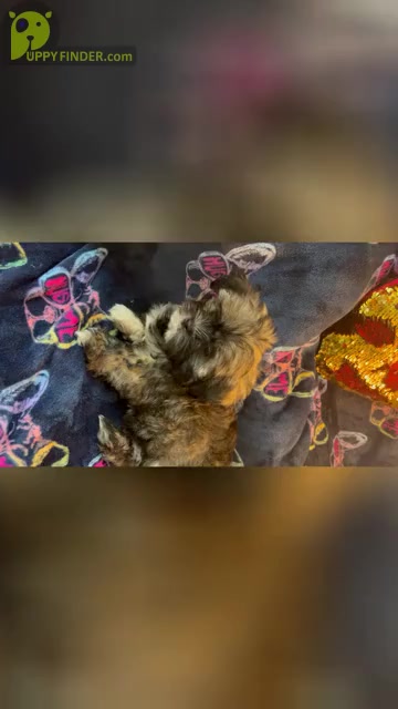Video preview image #1 Shih Tzu Puppy For Sale in LEBANON, OR, USA