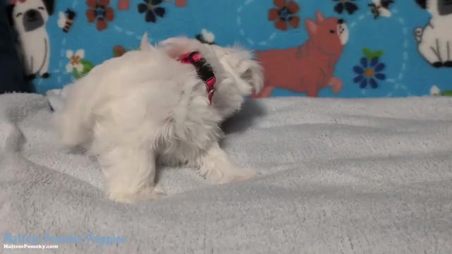 Video preview image #3 Maltese Puppy For Sale in OCALA, FL, USA