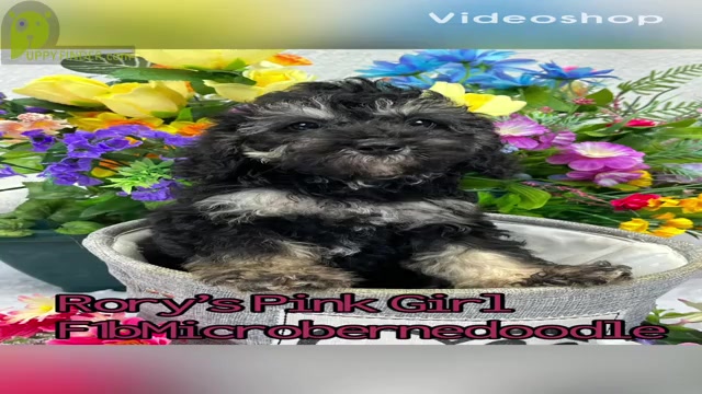 Video preview image #1 Miniature Bernedoodle Puppy For Sale in BULLARD, TX, USA