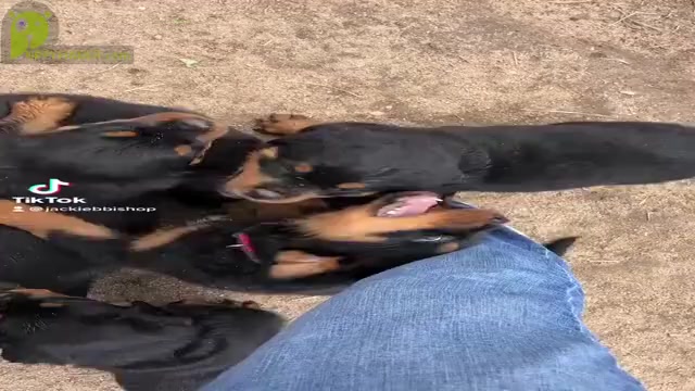 Video preview image #1 Rottweiler Puppy For Sale in OGALLALA, NE, USA