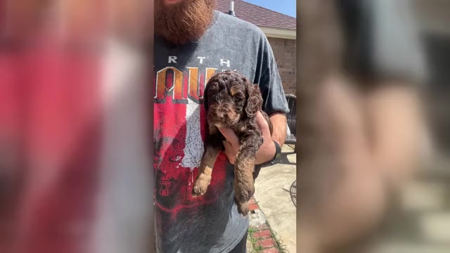 Video preview image #1 Labradoodle Puppy For Sale in PRAIRIEVILLE, LA, USA