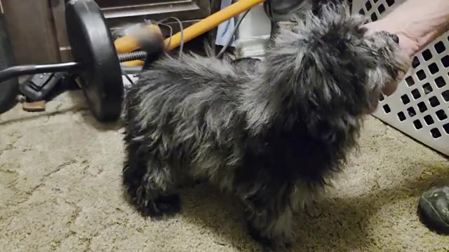 Video preview image #1 ShihPoo Puppy For Sale in DYERSBURG, TN, USA