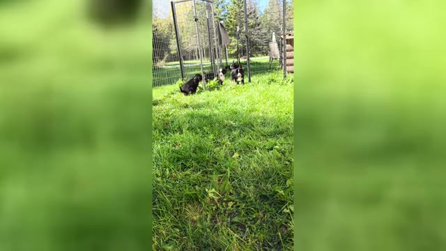 Video preview image #3 Bernese Mountain Dog Puppy For Sale in SUPERIOR, WI, USA