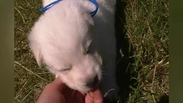 Video preview image #1 German Shepherd Dog Puppy For Sale in PIEDMONT, MO, USA