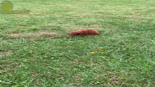 Video preview image #18 Poodle (Miniature) Puppy For Sale in WARSAW, IN, USA