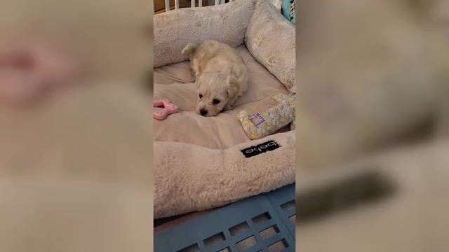 Video preview image #3 Maltipoo (Miniature) Puppy For Sale in SAN ANTONIO, TX, USA