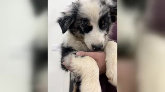 Video preview image #5 Australian Shepherd Puppy For Sale in TYLER, TX, USA